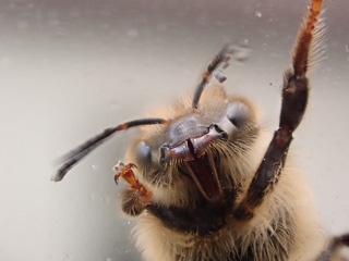 Bee